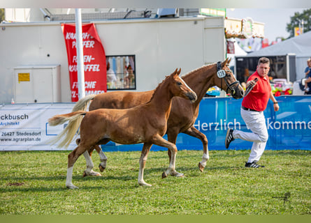 Duitse rijpony, Hengst, veulen (04/2023), 146 cm, Vos