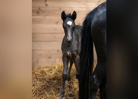 Duitse rijpony, Hengst, Veulen (04/2026), 146 cm, Zwart