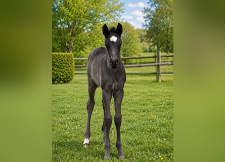 Duitse rijpony, Hengst, Veulen (04/2026), 146 cm, Zwart