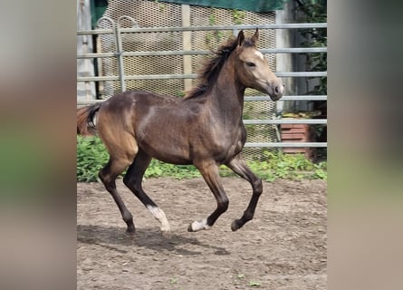 Duitse rijpony, Hengst, veulen (04/2024), 147 cm, Buckskin