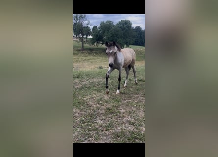 Duitse rijpony, Hengst, , 147 cm, Roan-Bay