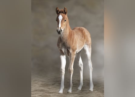 Duitse rijpony, Hengst, , 147 cm, Vos
