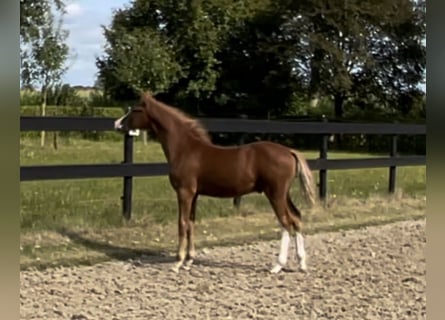 Duitse rijpony, Hengst, , 148 cm, Donkere-vos