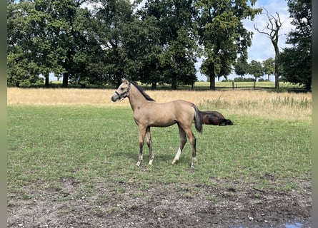 Duitse rijpony, Hengst, veulen (05/2024), 148 cm, Falbe