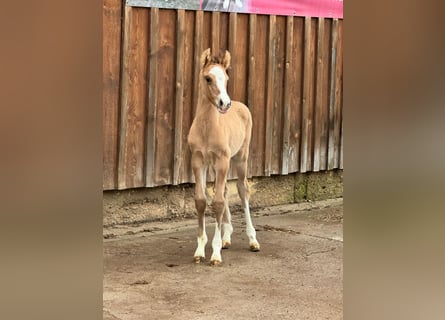 Duitse rijpony, Hengst, veulen (03/2024), 148 cm, Falbe