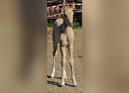 Duitse rijpony, Hengst, Veulen (04/2026), 148 cm, Falbe