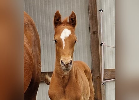 Duitse rijpony, Hengst, veulen (03/2024), 148 cm, Vos