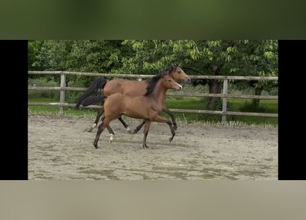 Duitse rijpony, Hengst, , 150 cm, Bruin