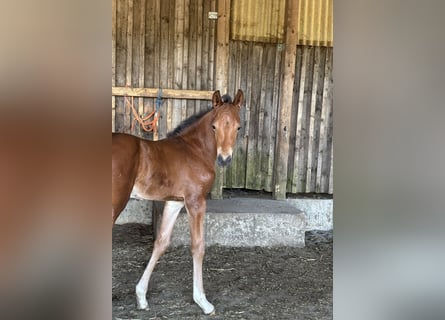 Duitse rijpony, Hengst, , 150 cm, Zwartbruin