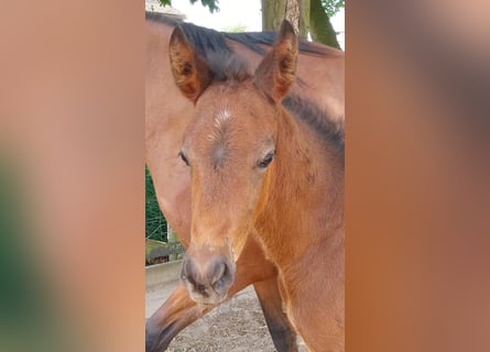 Duitse rijpony, Hengst, veulen (04/2024), Bruin