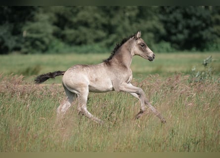 Duitse rijpony, Hengst, veulen (05/2024), Buckskin