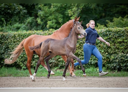 Duitse rijpony, Hengst, veulen (01/2023), Buckskin