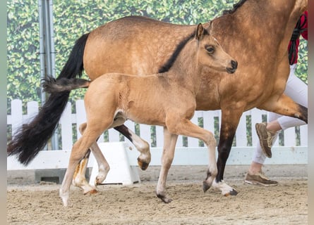 Duitse rijpony, Hengst, Veulen (03/2026), Buckskin