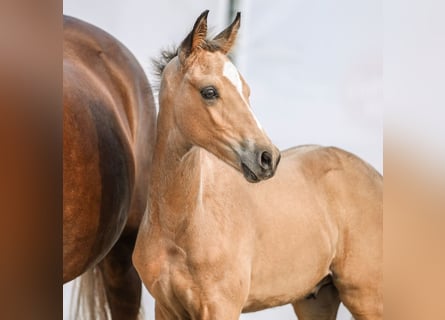 Duitse rijpony, Hengst, veulen (05/2024), Buckskin