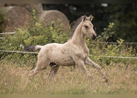 Duitse rijpony, Hengst, Veulen (05/2025), Buckskin