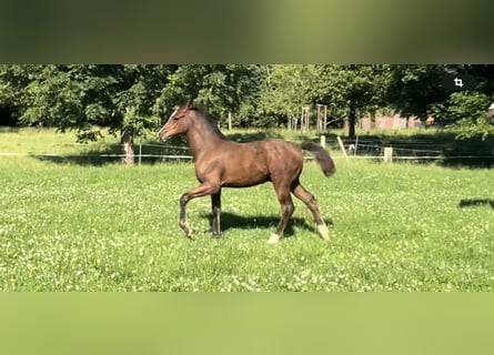 Duitse rijpony, Hengst, veulen (03/2024), Donkerbruin