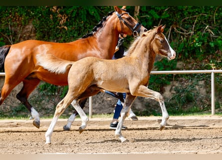 Duitse rijpony, Hengst, Veulen (05/2025), Donkere-vos