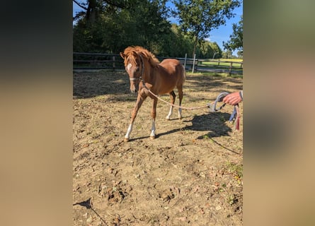 Duitse rijpony, Hengst, Veulen (04/2025), Donkere-vos