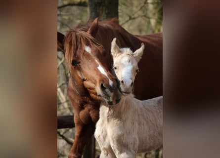 Duitse rijpony, Hengst, Veulen (03/2026)