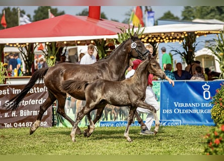 Duitse rijpony, Hengst, veulen (05/2023)