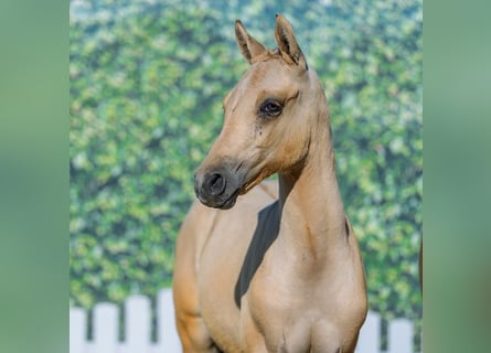 Duitse rijpony, Hengst, Veulen (05/2026), Dunalino