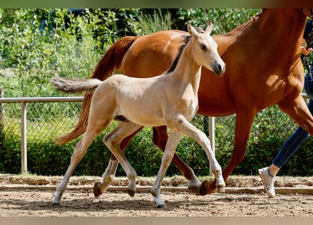 Duitse rijpony, Hengst, Veulen (05/2025), Falbe