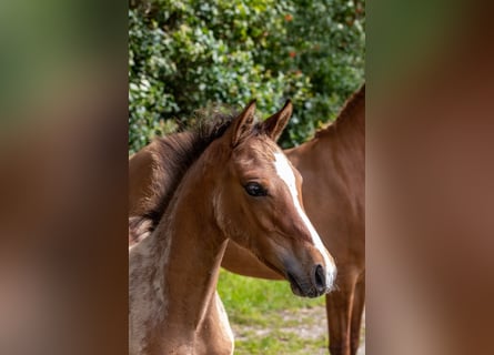 Duitse rijpony, Hengst, veulen (04/2024), Falbe