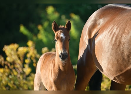 Duitse rijpony, Hengst, , kan schimmel zijn