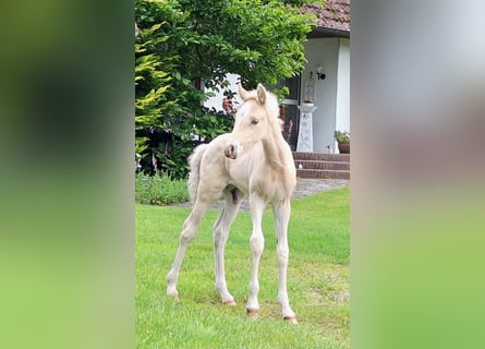 Duitse rijpony, Hengst, Veulen (05/2025), Palomino