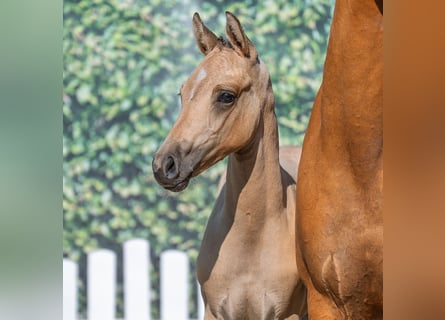 Duitse rijpony, Hengst, Veulen (05/2025), Palomino