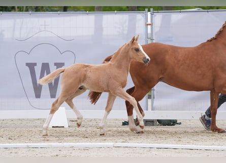 Duitse rijpony, Hengst, veulen (03/2024), Palomino