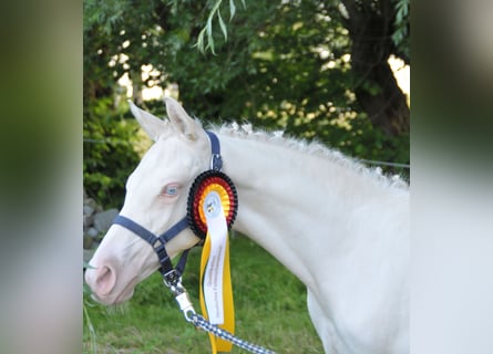 Duitse rijpony, Hengst, veulen (03/2024), Perlino