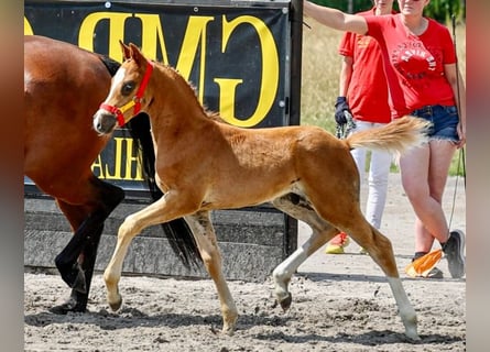 Duitse rijpony, Hengst, Veulen (05/2026), Vos