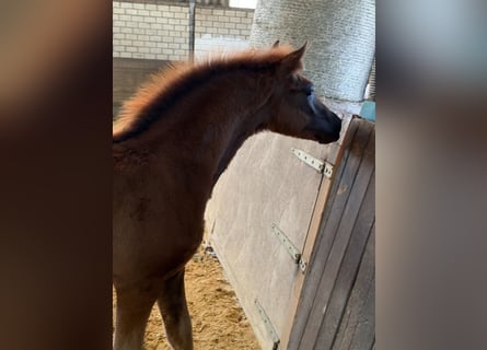 Duitse rijpony, Hengst, Veulen (04/2026), Vos
