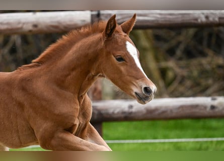 Duitse rijpony, Hengst, Veulen (04/2026), Vos