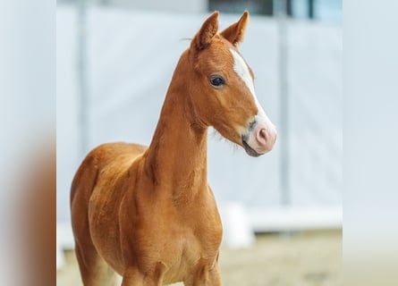 Duitse rijpony, Hengst, veulen (05/2024), Vos