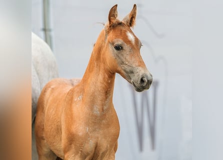 Duitse rijpony, Hengst, veulen (06/2024), Vos