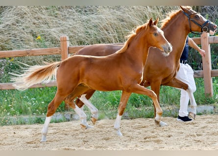 Duitse rijpony, Hengst, Veulen (01/2025), Vos