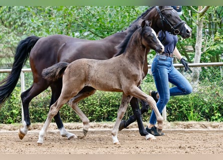 Duitse rijpony, Hengst, Veulen (05/2025), Zwart