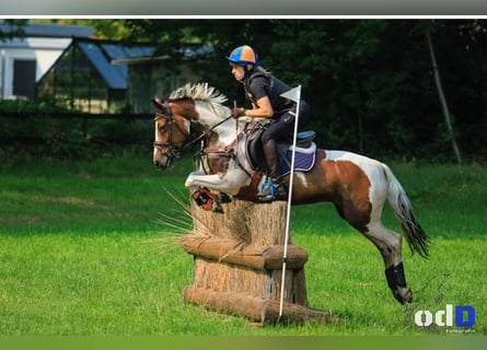 Duitse rijpony, Merrie, 10 Jaar, 145 cm, Gevlekt-paard