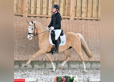 Duitse rijpony, Merrie, 10 Jaar, 146 cm, Palomino