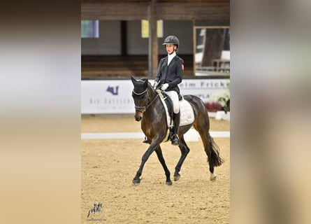 Duitse rijpony, Merrie, 10 Jaar, 148 cm, Donkerbruin