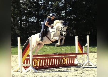 Duitse rijpony, Merrie, 10 Jaar, 148 cm, Schimmel