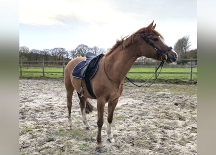 Duitse rijpony, Merrie, 10 Jaar, 155 cm, Vos