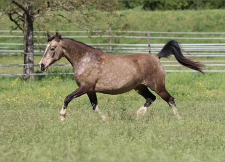 Duitse rijpony, Merrie, 11 Jaar, 142 cm, Buckskin