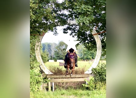 Duitse rijpony, Merrie, 11 Jaar, 143 cm, Vos