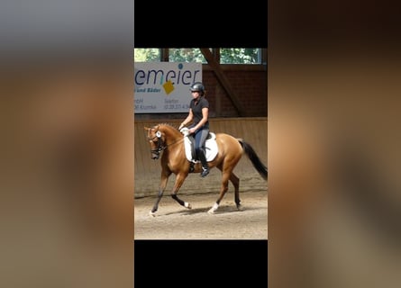 Duitse rijpony, Merrie, 11 Jaar, 144 cm, Falbe