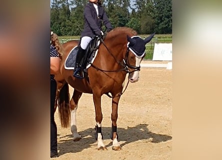 Duitse rijpony, Merrie, 11 Jaar, 145 cm, Vos