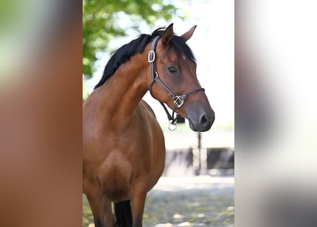 Duitse rijpony, Merrie, 11 Jaar, 146 cm, Bruin