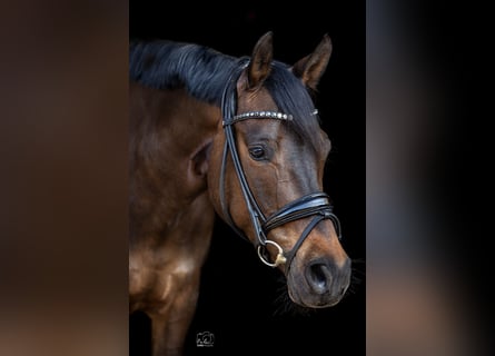 Duitse rijpony, Merrie, 11 Jaar, 148 cm, Donkerbruin